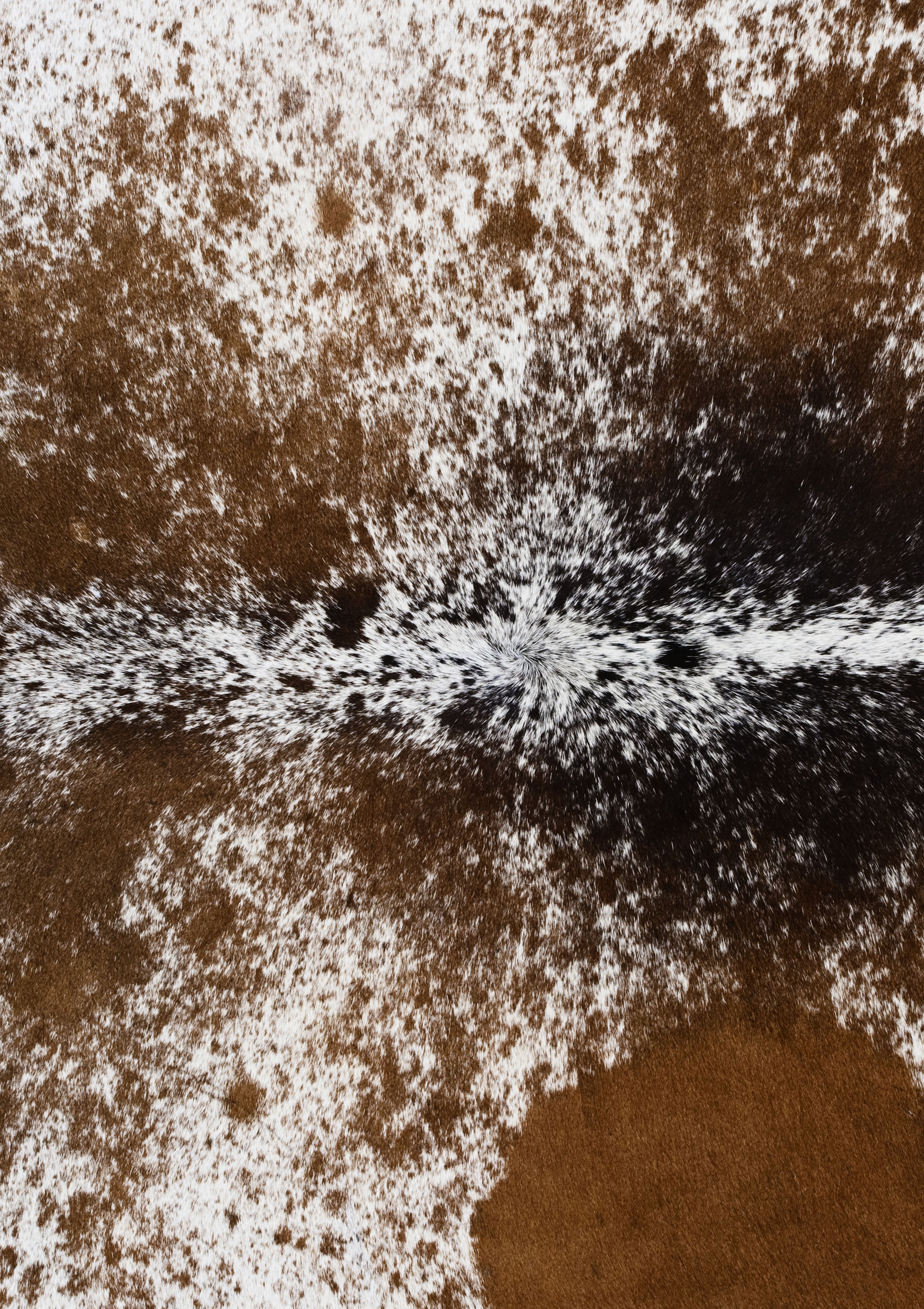Cowhide Pictures  Download Free Images on Unsplash